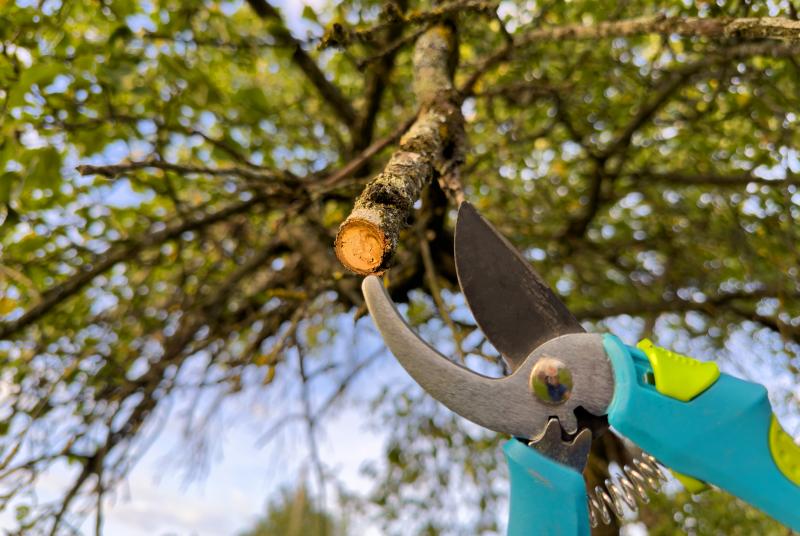 7 conseils essentiels pour un entretien jardin optimal toutes saisons